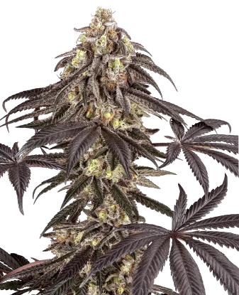 Pomegranate Rain Feminized