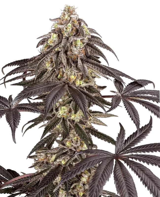Pomegranate Rain Feminized