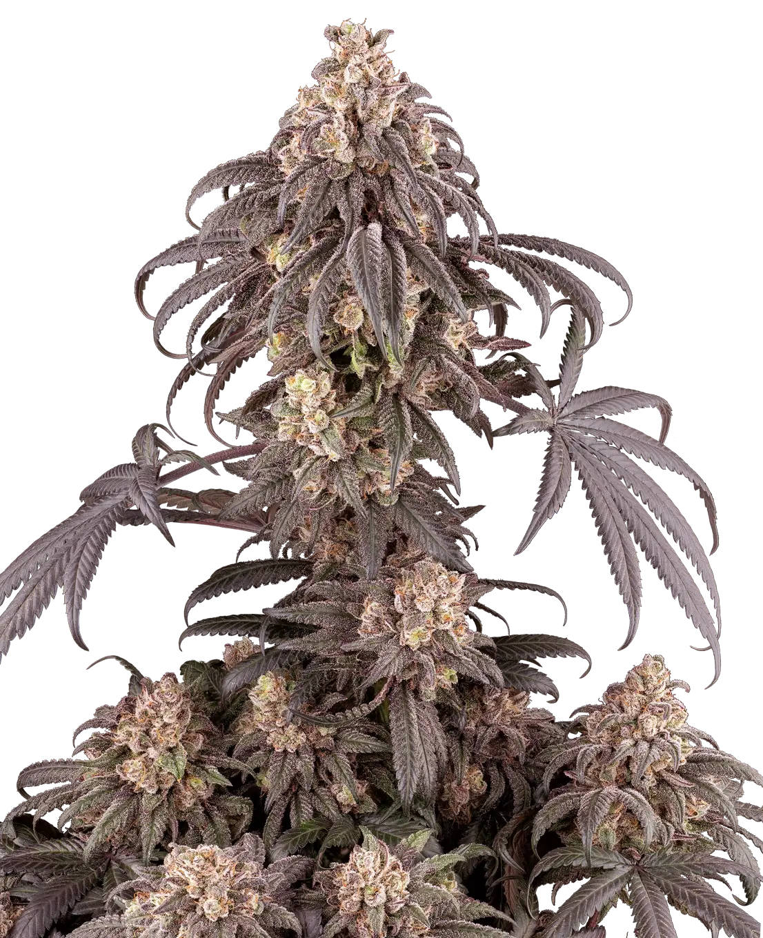 クレイジースパイス Gun Smoke Feminized Seeds - Sensi Seeds