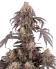 Gun Smoke Feminized Seeds