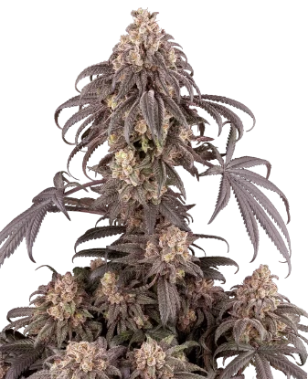 Gun Smoke Feminized Seeds