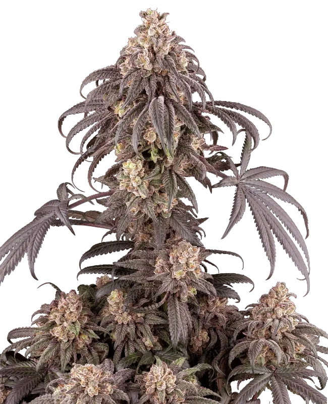 Gun Smoke Feminized Seeds