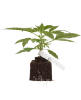 Black Lily Feminisierte Cannabispflanzen