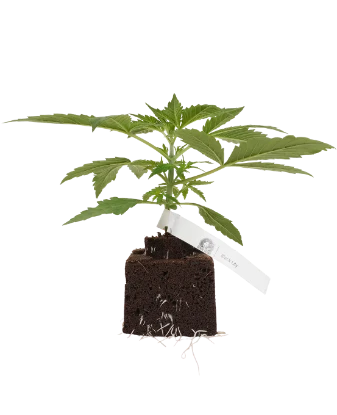 Black Lily Feminisierte Cannabispflanzen