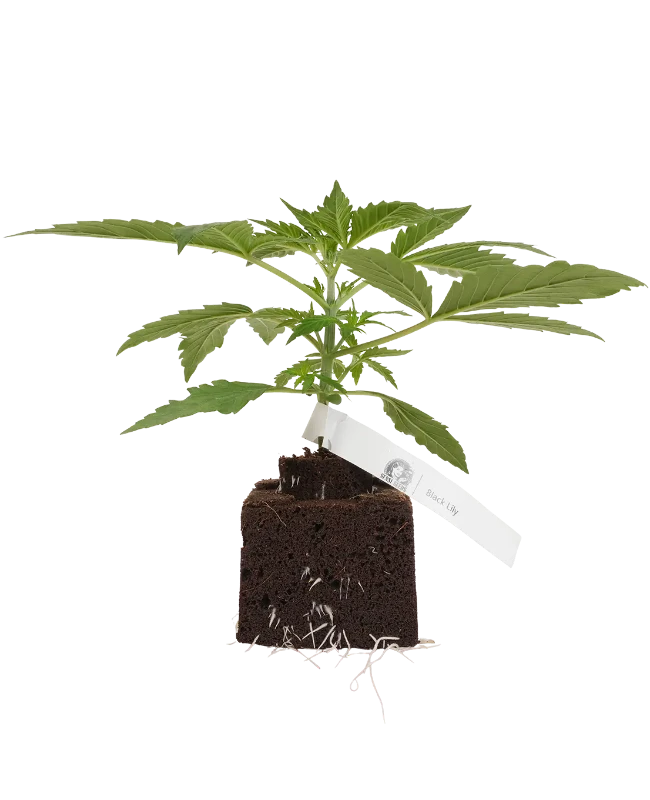 Black Lily Feminisierte Cannabispflanzen