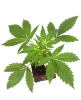 Black Lily Feminisierte Cannabispflanzen