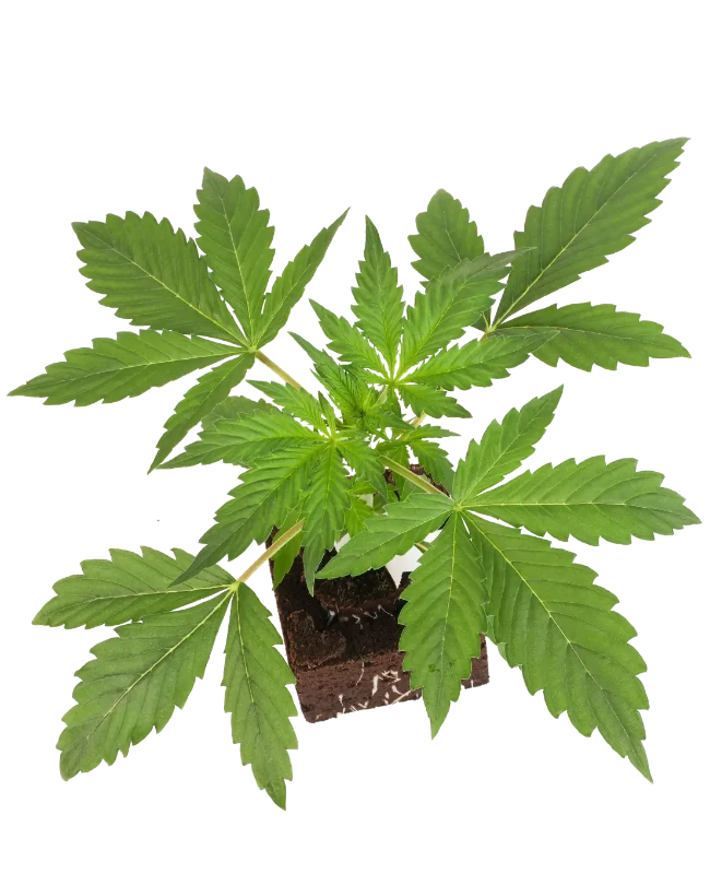 Black Lily Feminisierte Cannabispflanzen