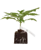 Candy Apples Automatic Cannabispflanzen