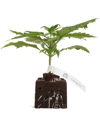 Candy Apples Automatic Cannabispflanzen