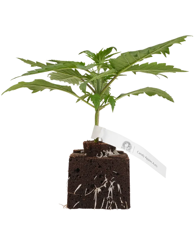 Candy Apples Automatic Cannabispflanzen