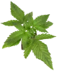 Candy Apples Automatic Cannabispflanzen
