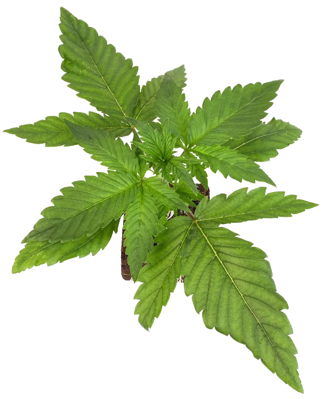 Candy Apples Automatic Cannabispflanzen