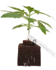 Mighty Dwarf Automatic Cannabispflanzen