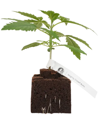 Mighty Dwarf Automatic Cannabispflanzen