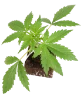 Mighty Dwarf Automatic Cannabispflanzen