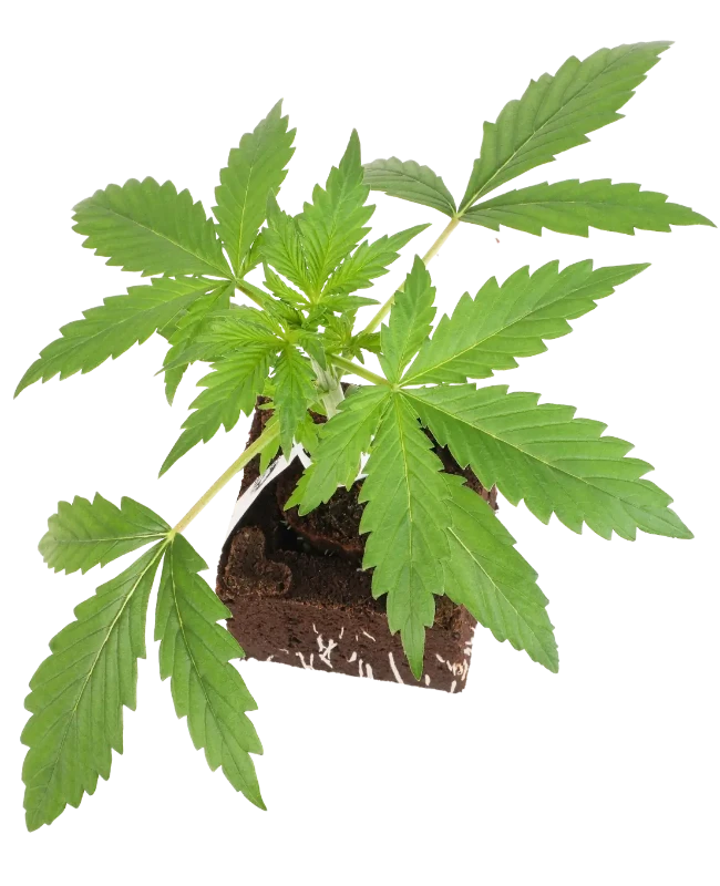 Mighty Dwarf Automatic Cannabispflanzen