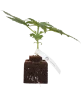Runtz Automatic Cannabispflanzen