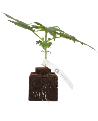 Runtz Automatic Cannabispflanzen