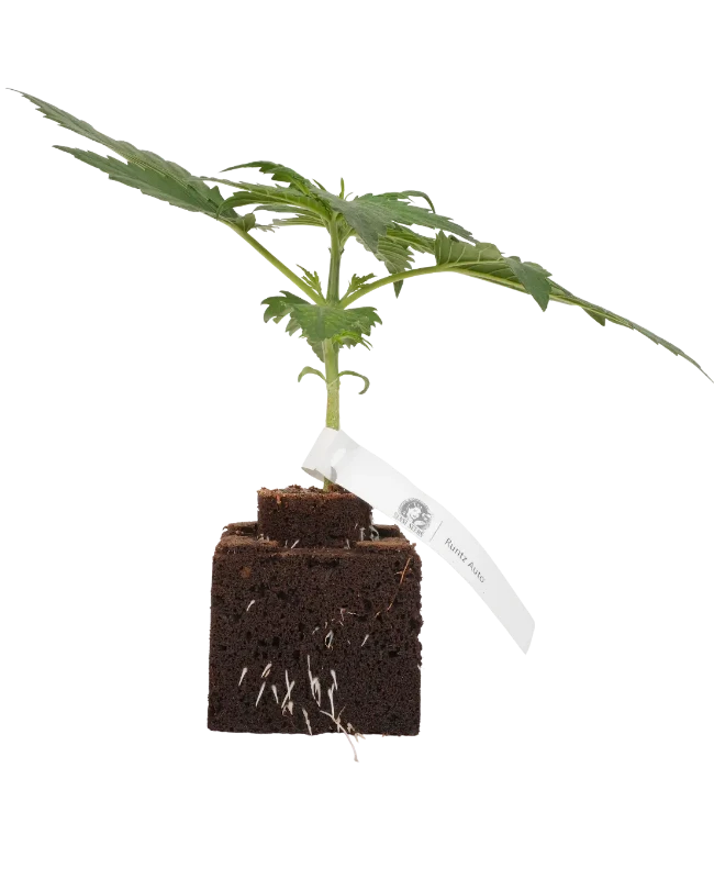 Runtz Automatic Cannabispflanzen