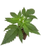 Runtz Automatic Cannabispflanzen