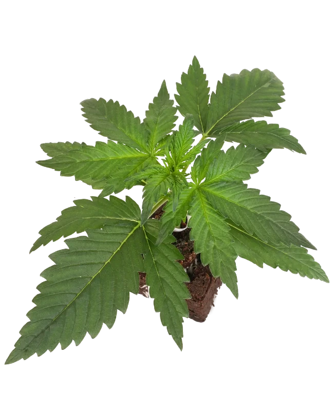Runtz Automatic Cannabispflanzen