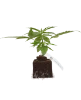 Sauvignon Blanc Automatic Cannabispflanzen