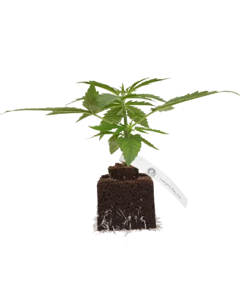Sauvignon Blanc Automatic Cannabispflanzen
