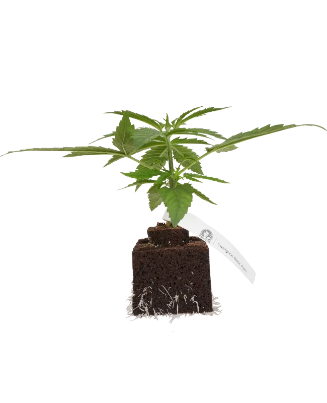Sauvignon Blanc Automatic Cannabispflanzen