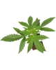 Sauvignon Blanc Automatic Cannabispflanzen