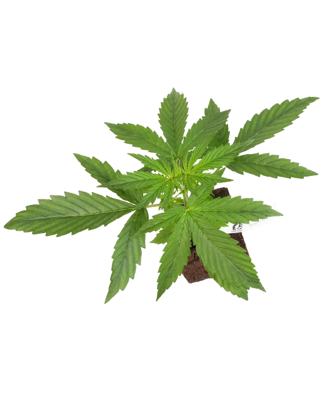 Sauvignon Blanc Automatic Cannabispflanzen