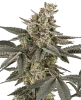Blueberry Gasoline Regular Seeds