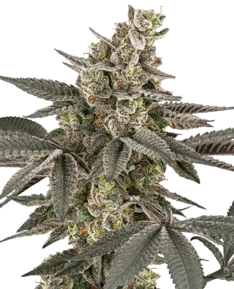 Blueberry Gasoline Regular Seeds
