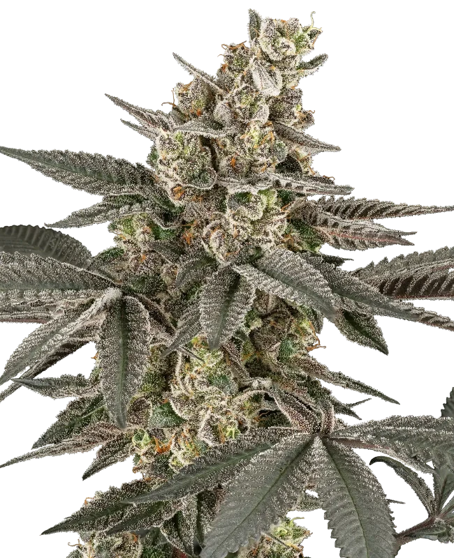 Blueberry Gasoline Regular Seeds