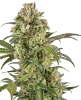 Lemon Cooler Feminized Seeds
