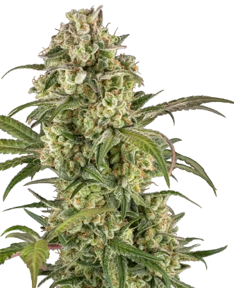 Lemon Cooler Feminized Seeds