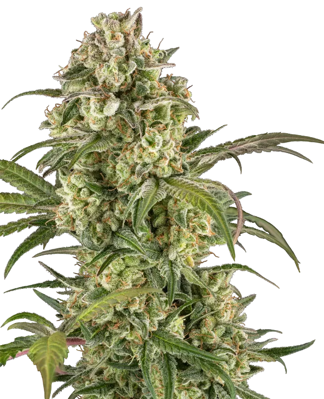 Lemon Cooler Feminized Seeds