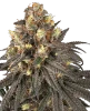 Molotov Feminized Seeds