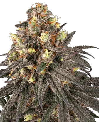Molotov Feminized Seeds
