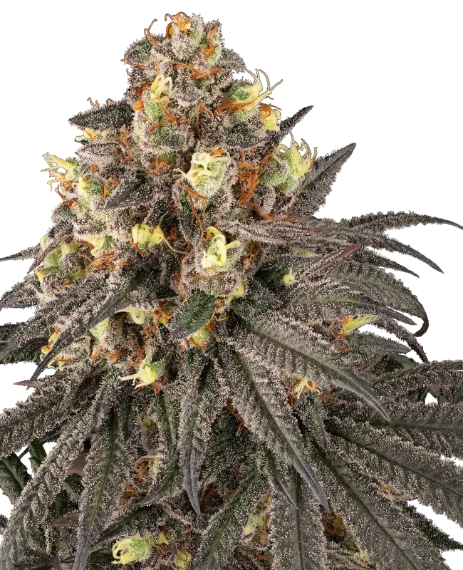 Molotov Feminized Seeds
