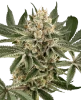 Peach Cooler Feminized Seeds