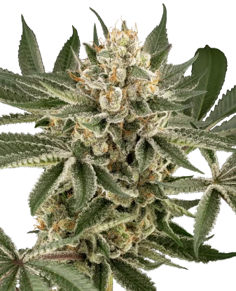 Peach Cooler Feminized Seeds