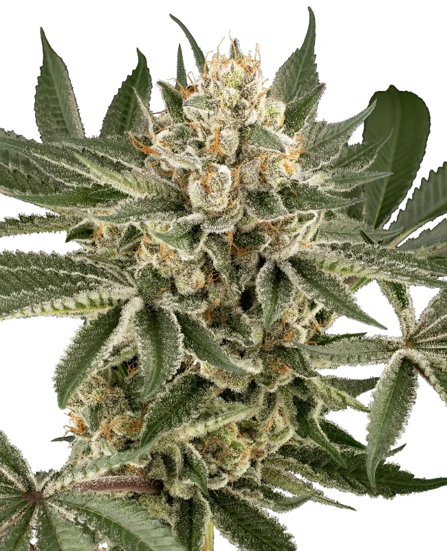 Peach Cooler Feminized Seeds