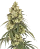Pink Pineapple Feminized Seeds