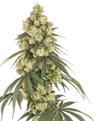 Pink Pineapple Feminized Seeds
