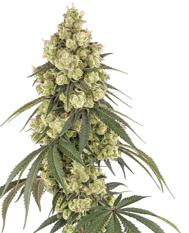 Pink Pineapple Feminized Seeds