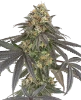 Baby Gremz Feminized Seeds