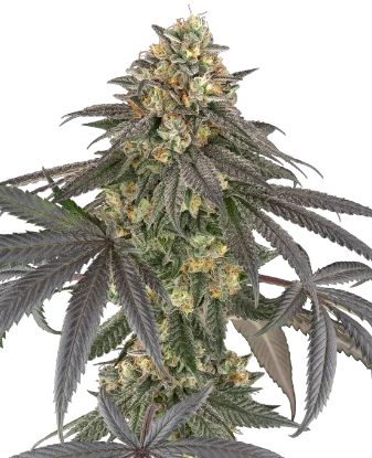 Baby Gremz Feminized Seeds