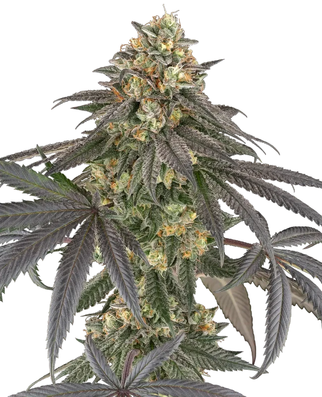Baby Gremz Feminized Seeds