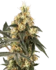 Crushed Velvet Feminized Seeds