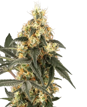 Crushed Velvet Feminized Seeds